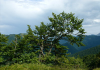 Almenvielfalt
