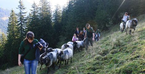 Almabtriebsfest 2011