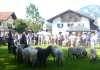 Almabtriebsfest 2011