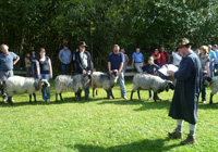 Almabtriebsfest 2011