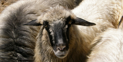 Almenvielfalt.com
