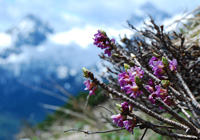 Almrausch (Rostrote Alpenrose)