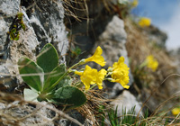 Aurikel (Alpenschlüsselblume)