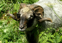 Alpines Steinschaf