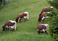 Simmentaler Rind