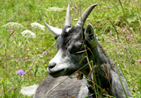 Seltene Nutztierrassen (z.B. Blobeziege)