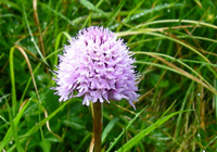 Kugelorchis