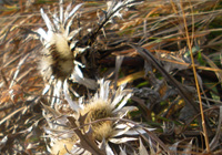 Silberdistel