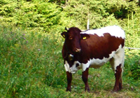 Uralte Nadelbäume