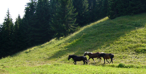 Tannbergalm