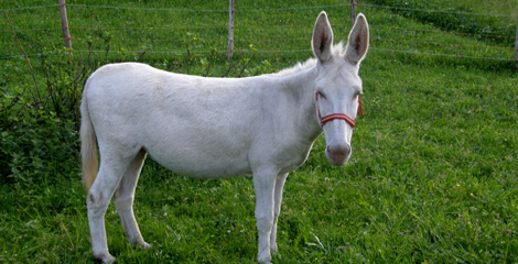 Weißer Esel