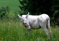 Weißer Esel